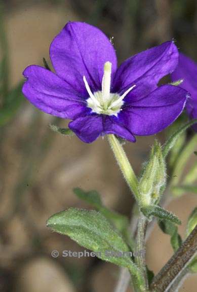 legousia speculum veneris 2 graphic